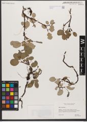Foto von Salix reticulata L.